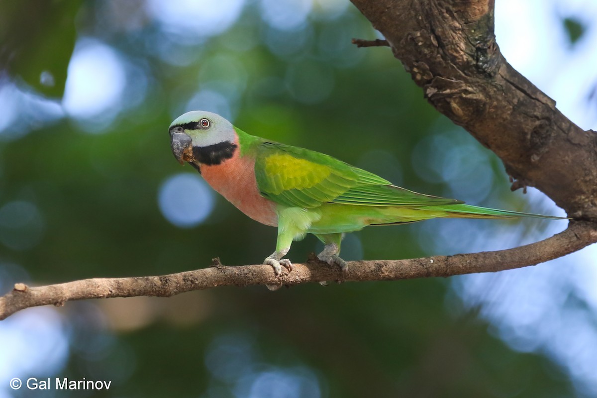 Red-breasted Parakeet - Gal  Marinov