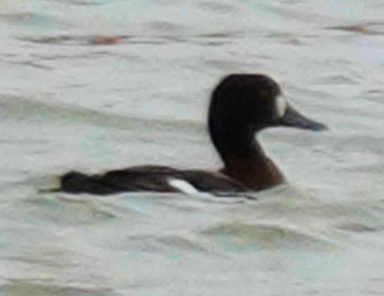 Greater Scaup - ML610959246