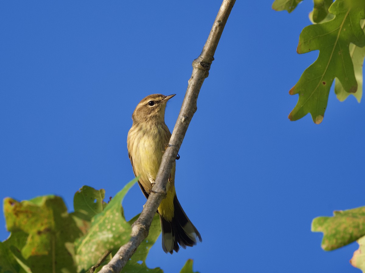 Palm Warbler - ML610959247