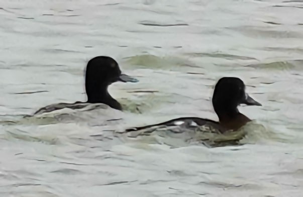 Greater Scaup - ML610959270