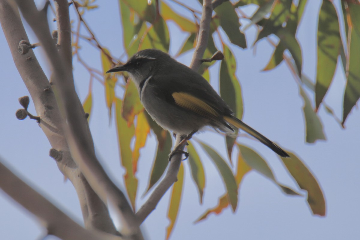 Crescent Honeyeater - ML610959309