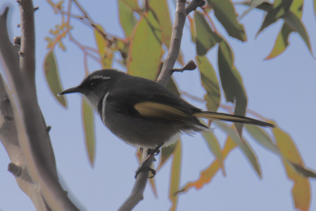 Crescent Honeyeater - ML610959310