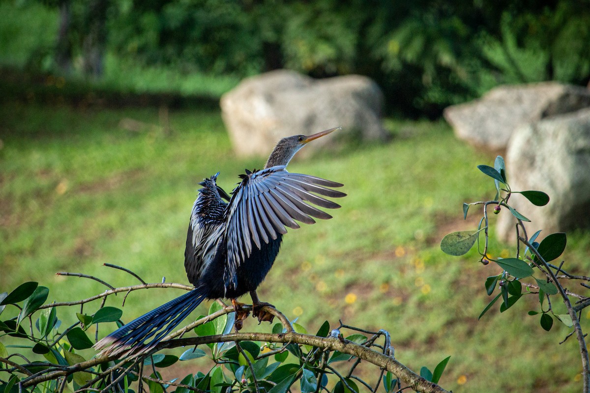 Anhinga d'Amérique - ML610959357