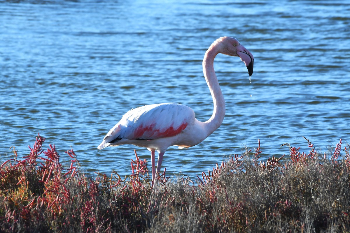 Greater Flamingo - ML610959487