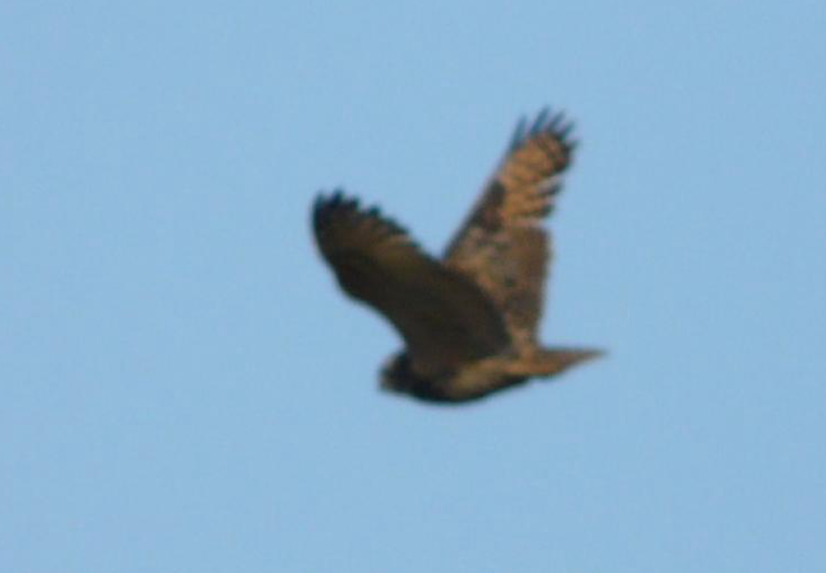 Eurasian Eagle-Owl - ML610959518