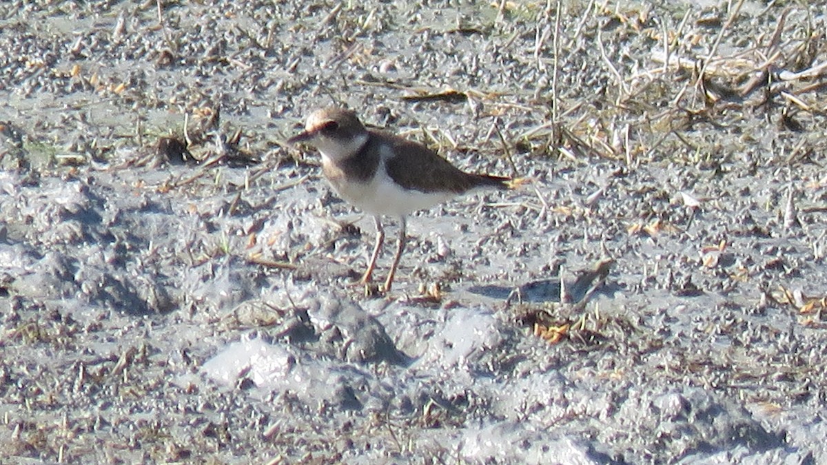 Javan Plover - ML610959541