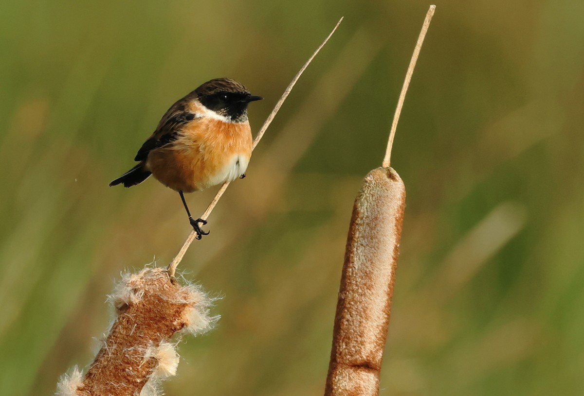 European Stonechat - ML610959596
