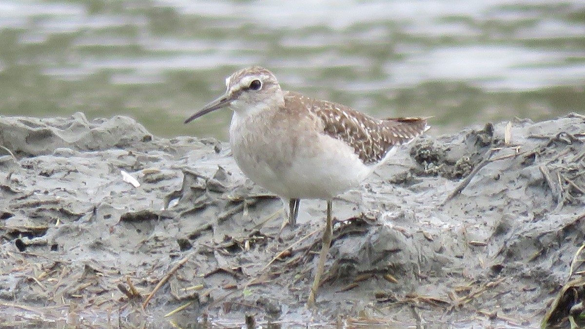 Wood Sandpiper - ML610959607