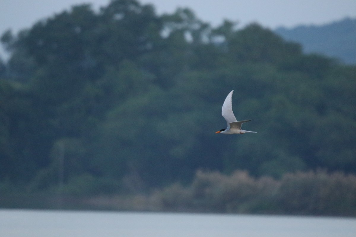 River Tern - ML610959632