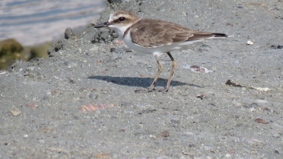 Javan Plover - ML610959633