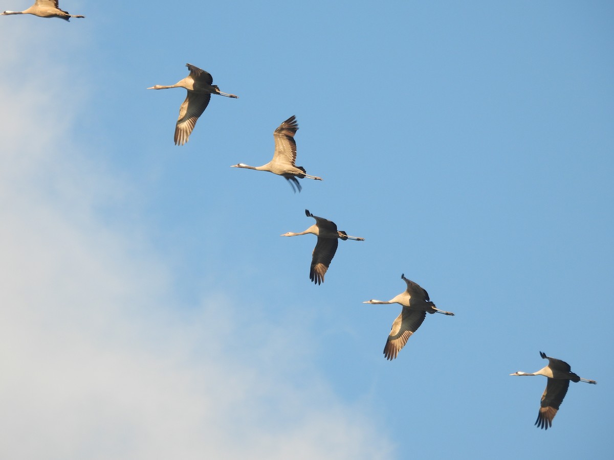 Common Crane - ML610959653