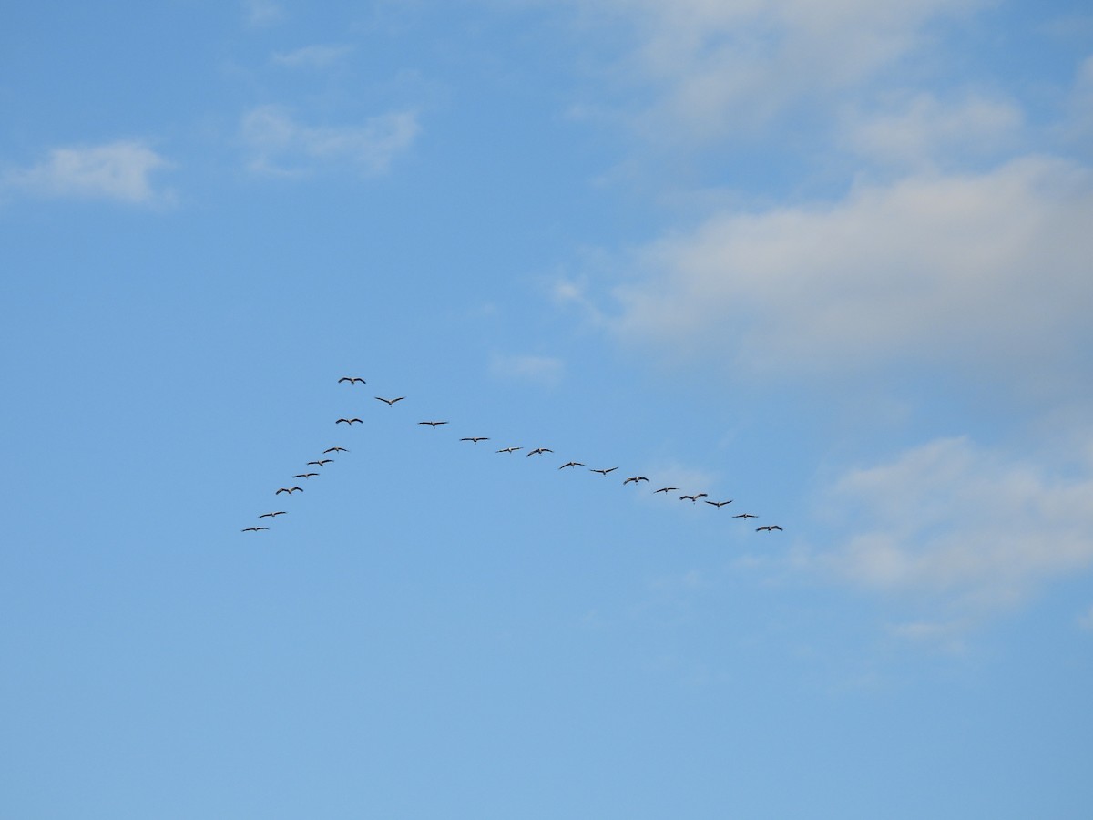 Common Crane - ML610959654