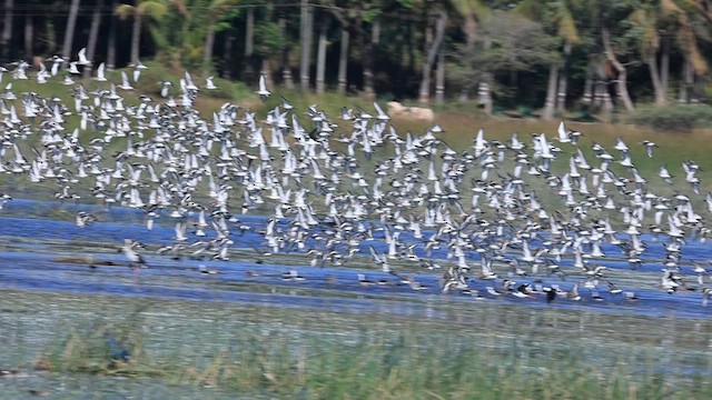 Black-tailed Godwit - ML610959723