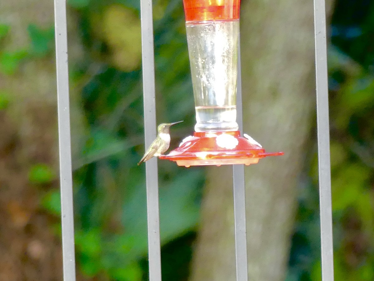 Рубиновогорлый колибри - ML610959737