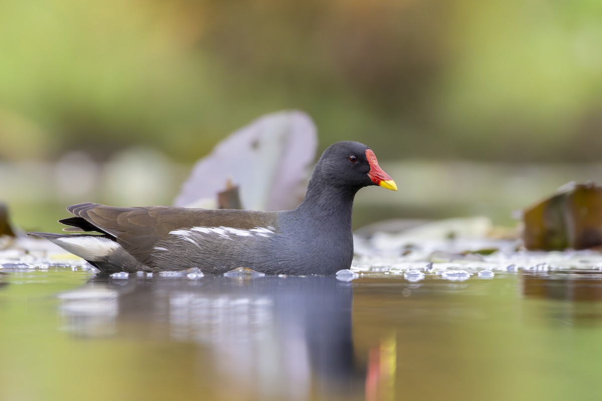 Eurasian Moorhen - Alexis Lours