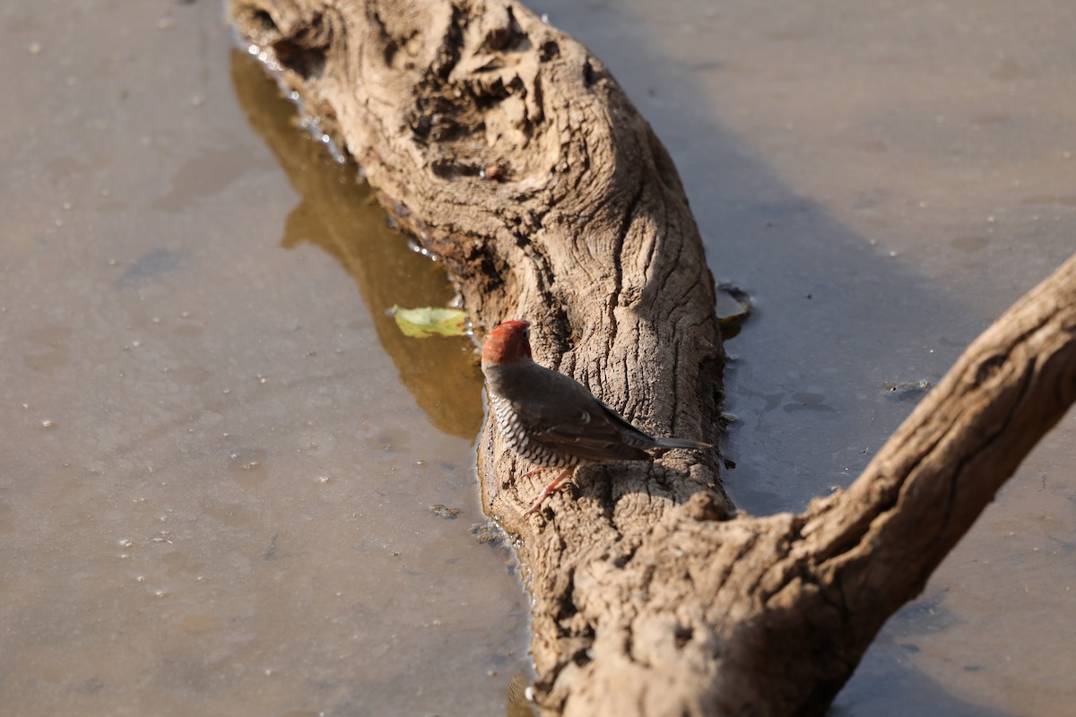 Red-headed Finch - ML610959840