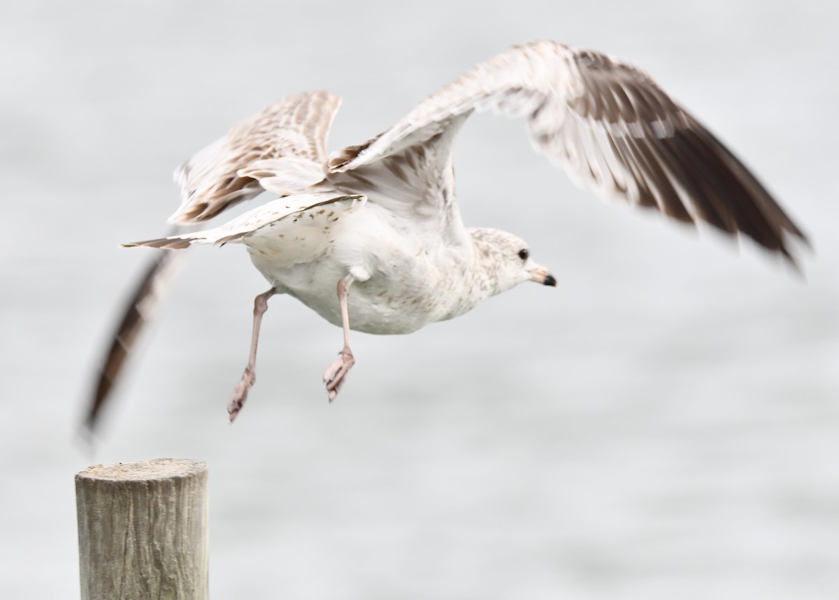 Ring-billed Gull - ML610959940