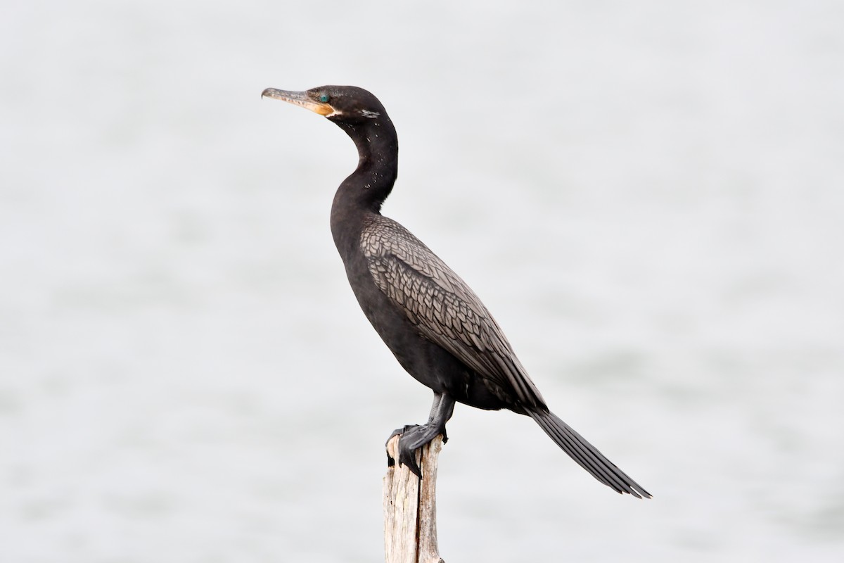 Neotropic Cormorant - Cornelio Chablé