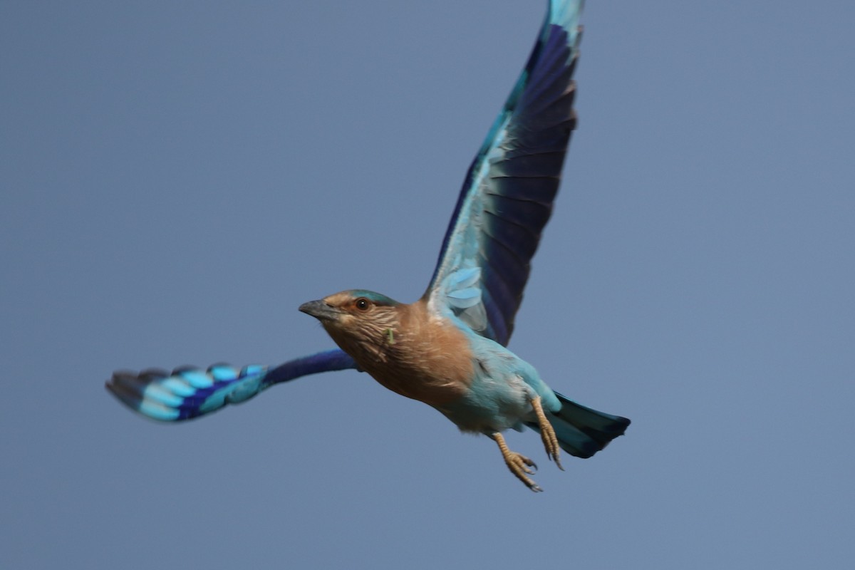 Indian Roller - LALIT MOHAN BANSAL