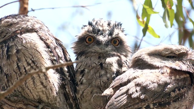 Tawny Frogmouth - ML610960002