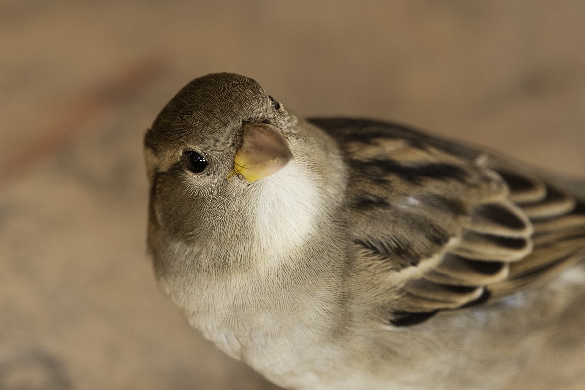 House Sparrow - ML610960041