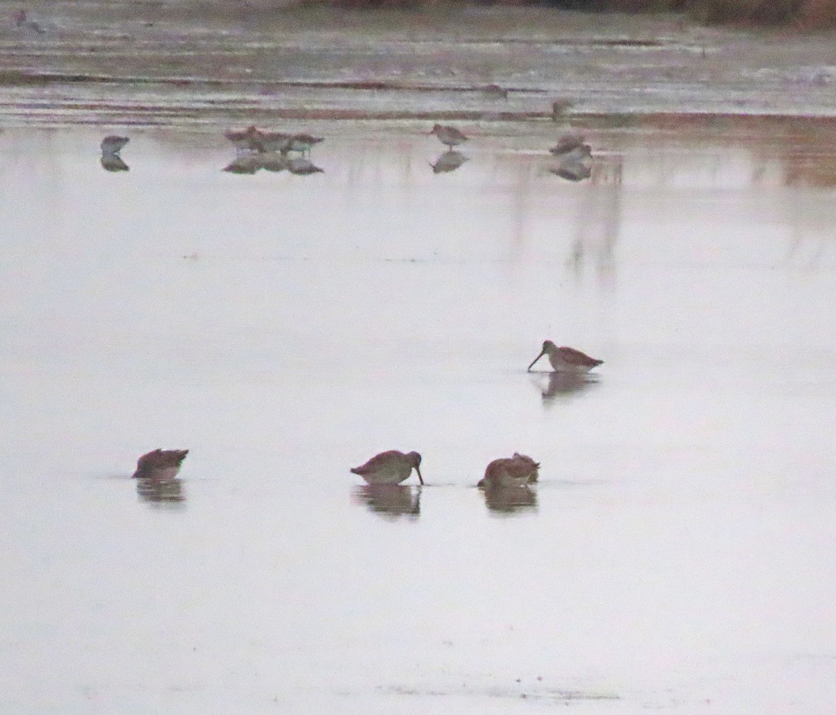 Long-billed Dowitcher - ML610960043