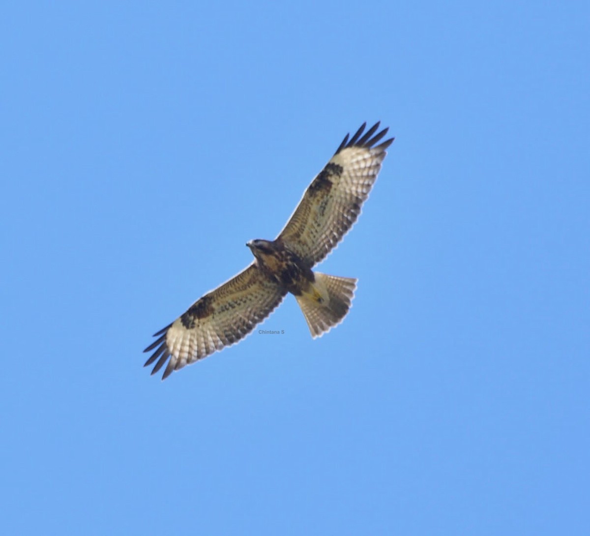 Himalayan Buzzard - ML610960045