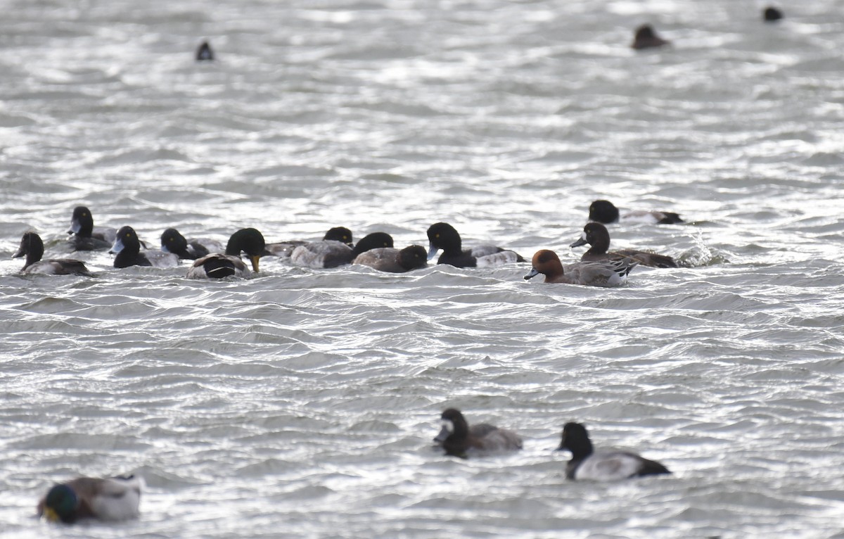 American Wigeon - ML610960068