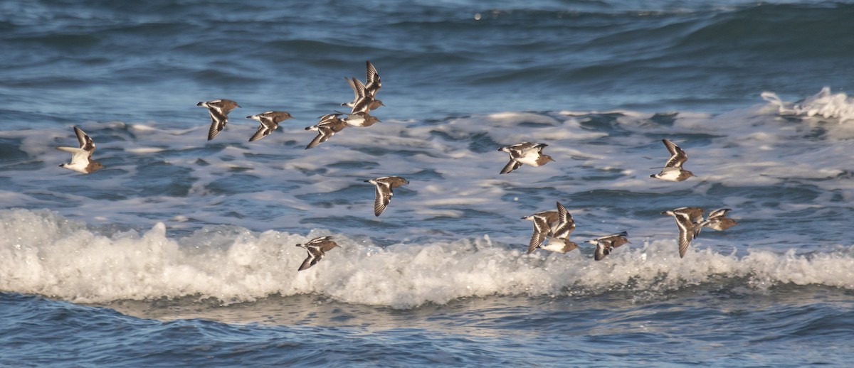 Black Turnstone - ML610960152