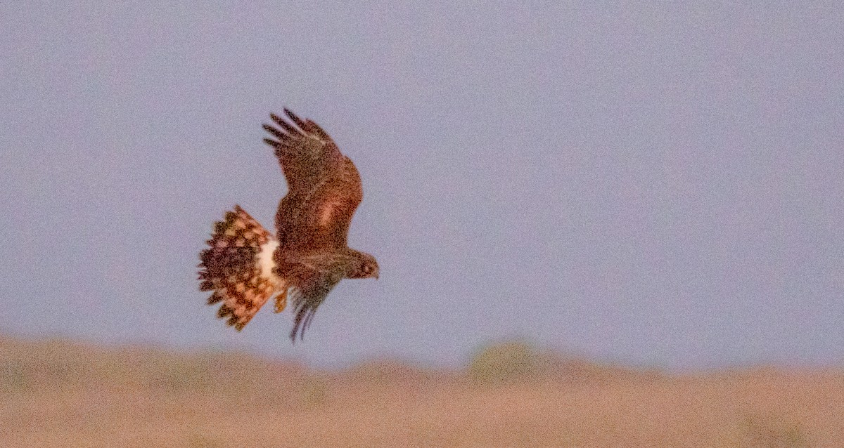 Northern Harrier - ML610960174