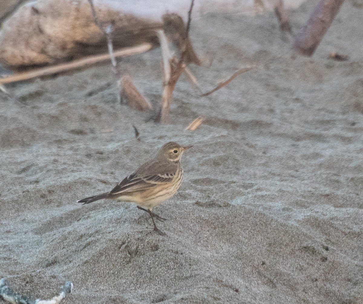 American Pipit - ML610960176