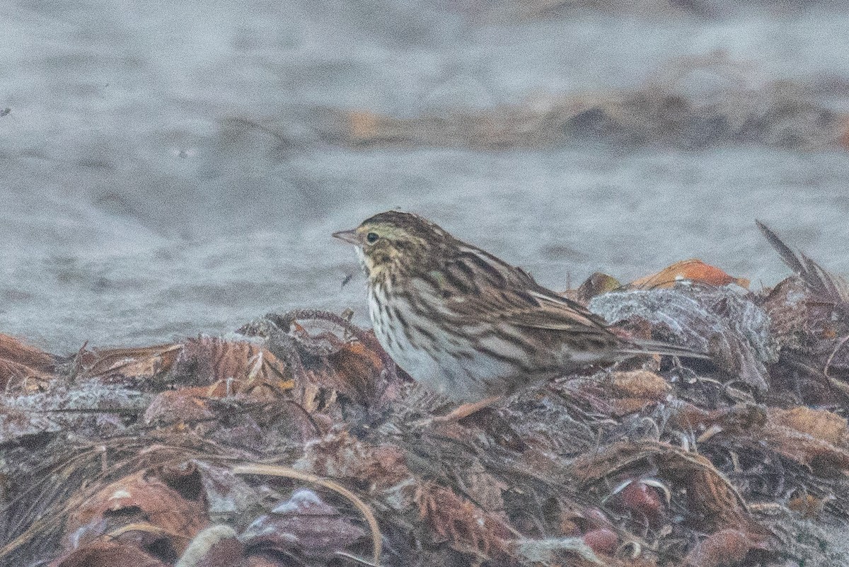 Savannah Sparrow - ML610960178