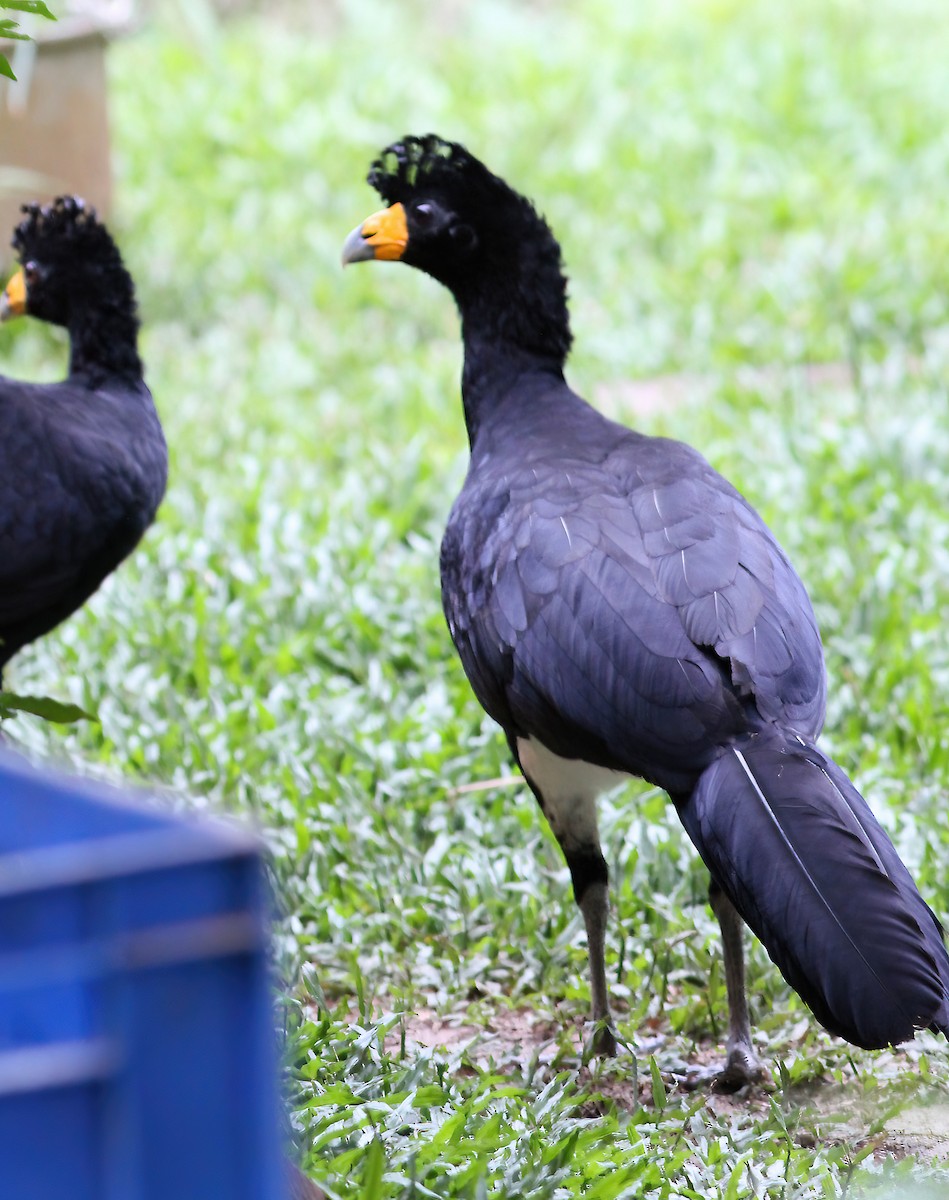 Black Curassow - ML610960235