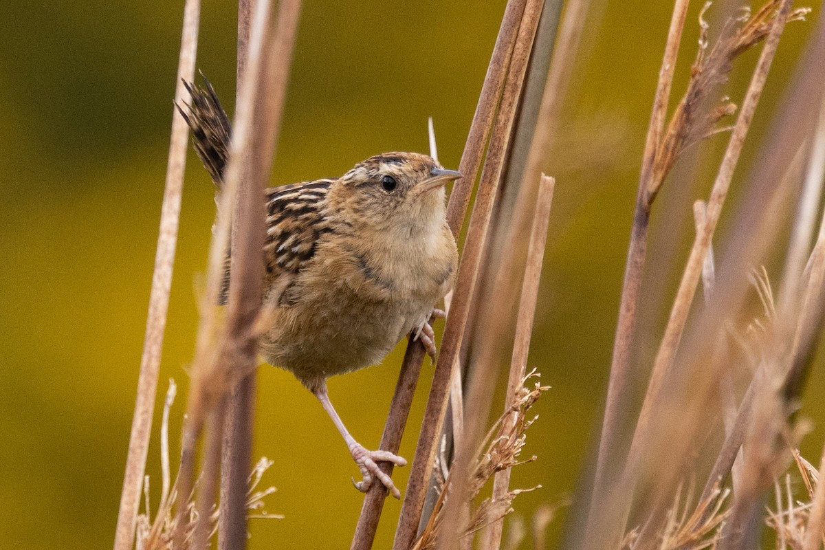 Grass Wren - Eduardo Minte