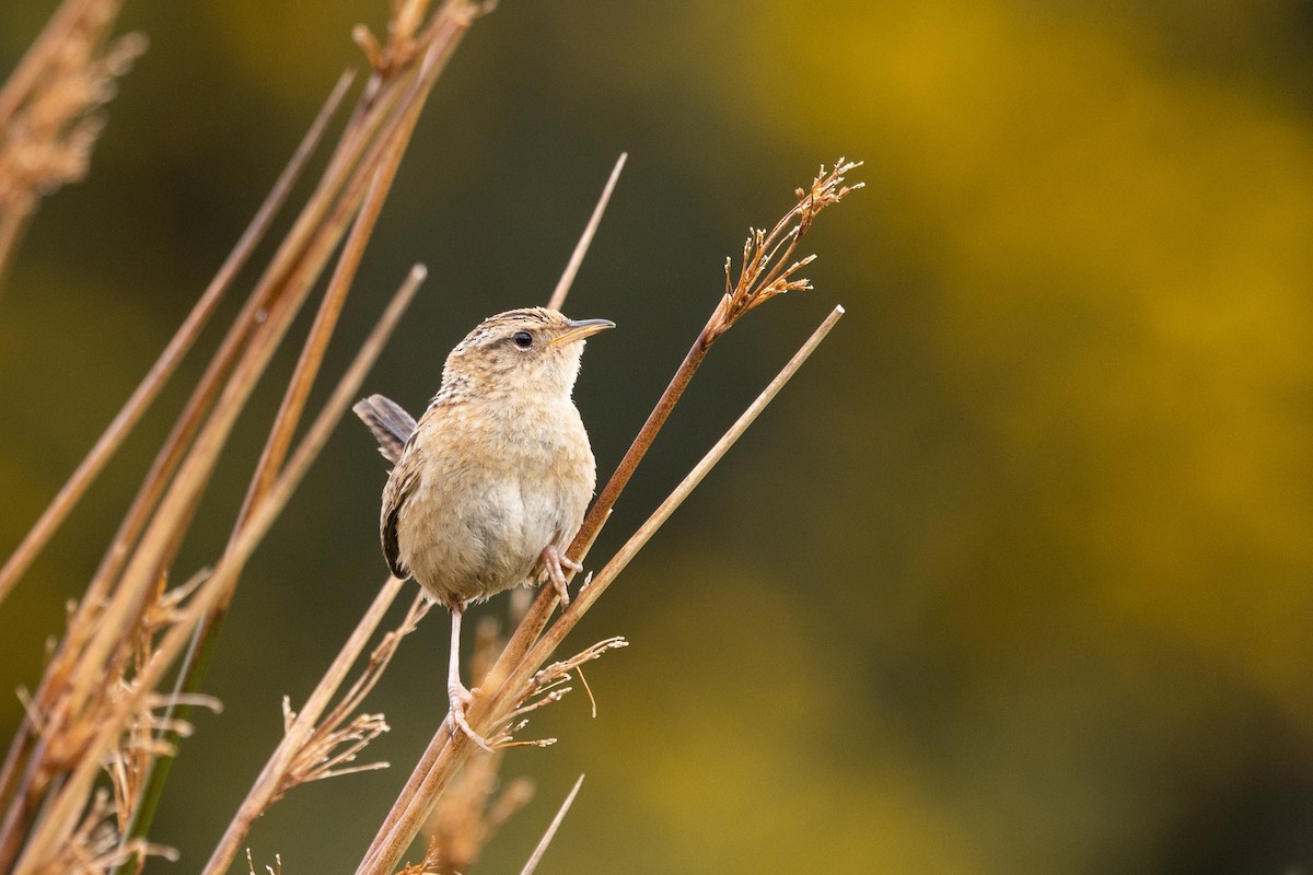 Grass Wren - Eduardo Minte