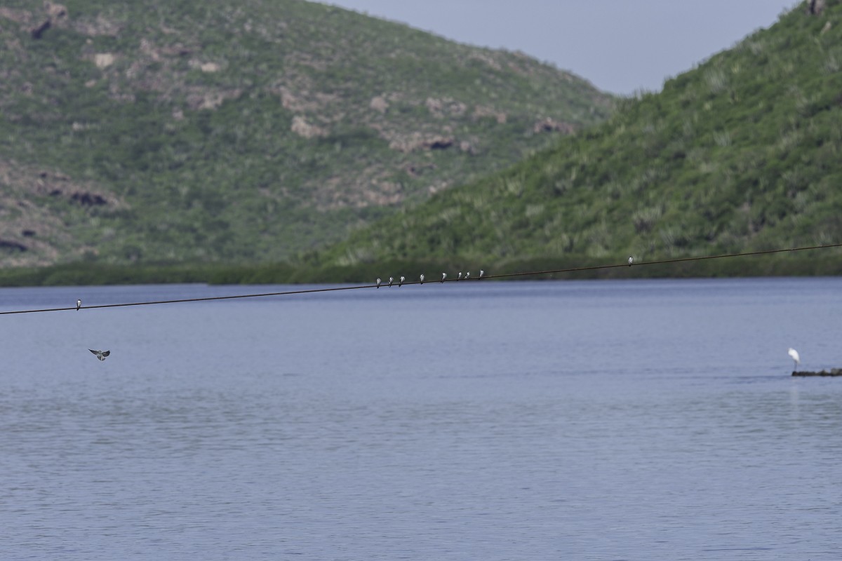 Mangrove Swallow - ML610960271