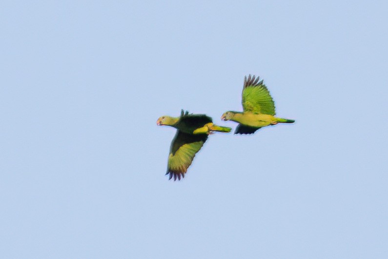 Blue-cheeked Parrot - ML610960280