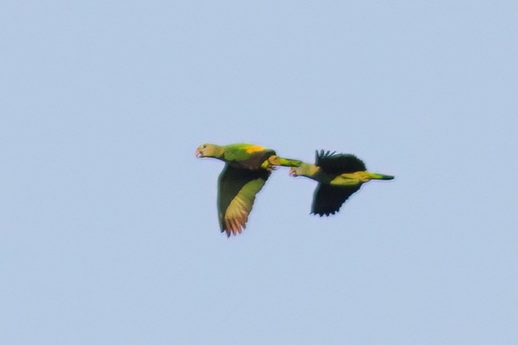 Blue-cheeked Amazon - ML610960281