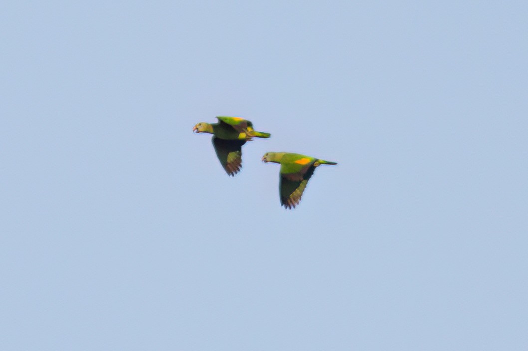 Blue-cheeked Amazon - ML610960286