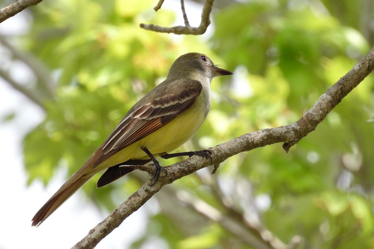 Great Crested Flycatcher - ML610960301