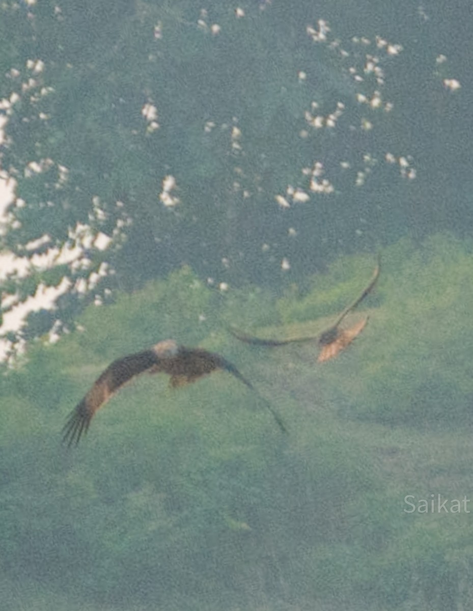 Brahminy Kite - Saikat Das