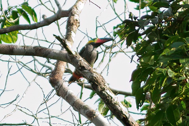 Guianan Toucanet - ML610960395