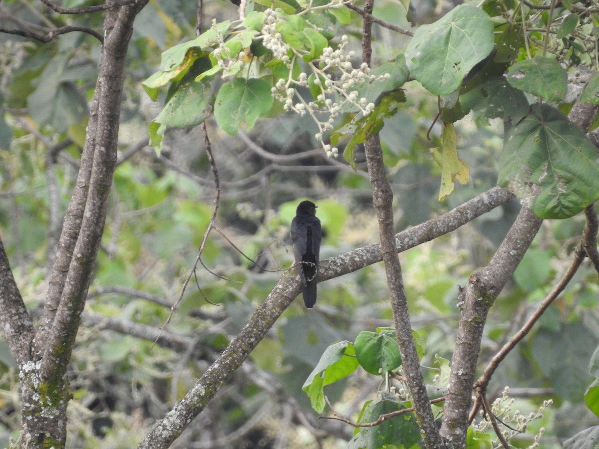 Black Cuckoo - ML610960398