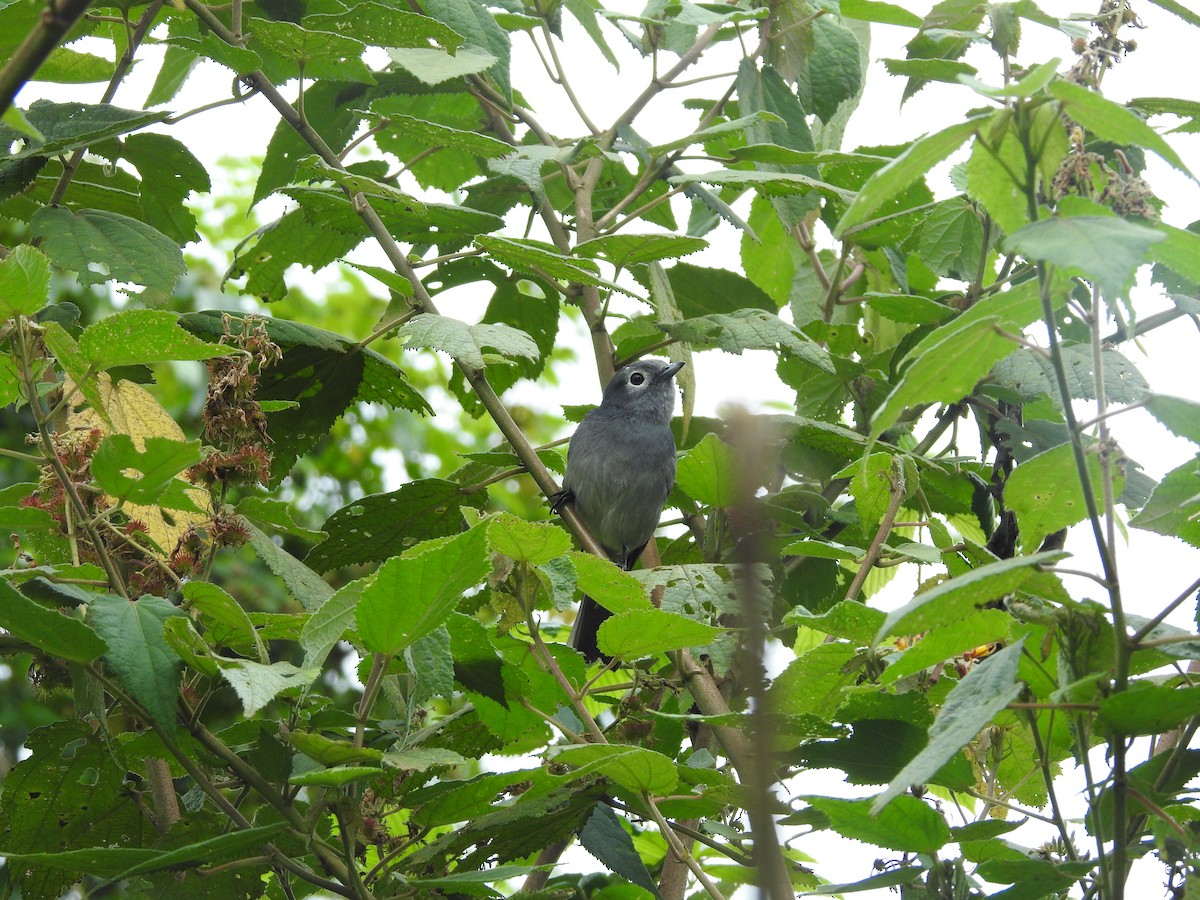 White-eyed Slaty-Flycatcher - ML610960478