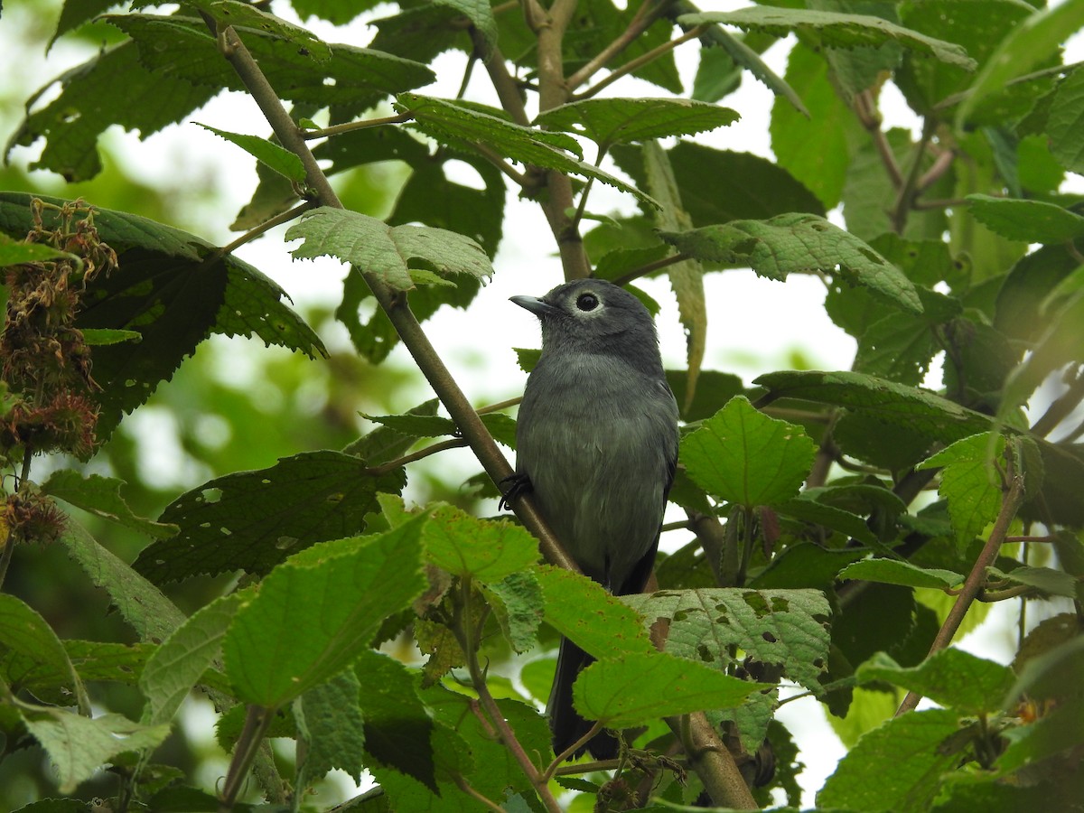 White-eyed Slaty-Flycatcher - ML610960479