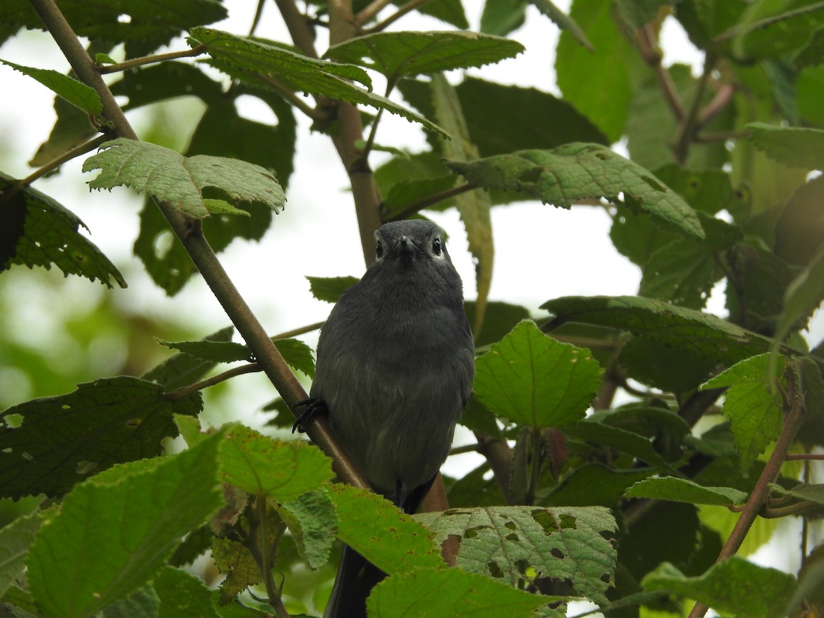 White-eyed Slaty-Flycatcher - Ashwin Viswanathan