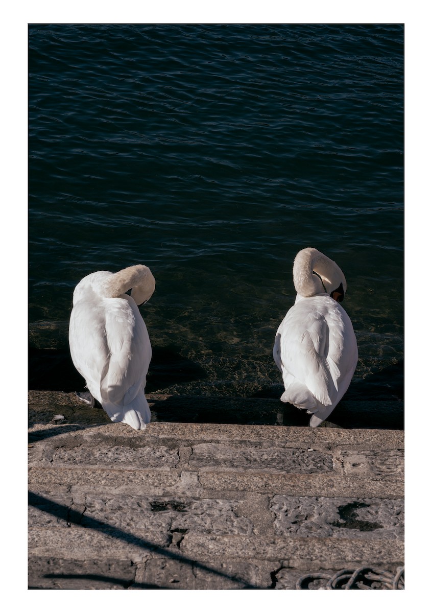 Mute Swan - ML610960505