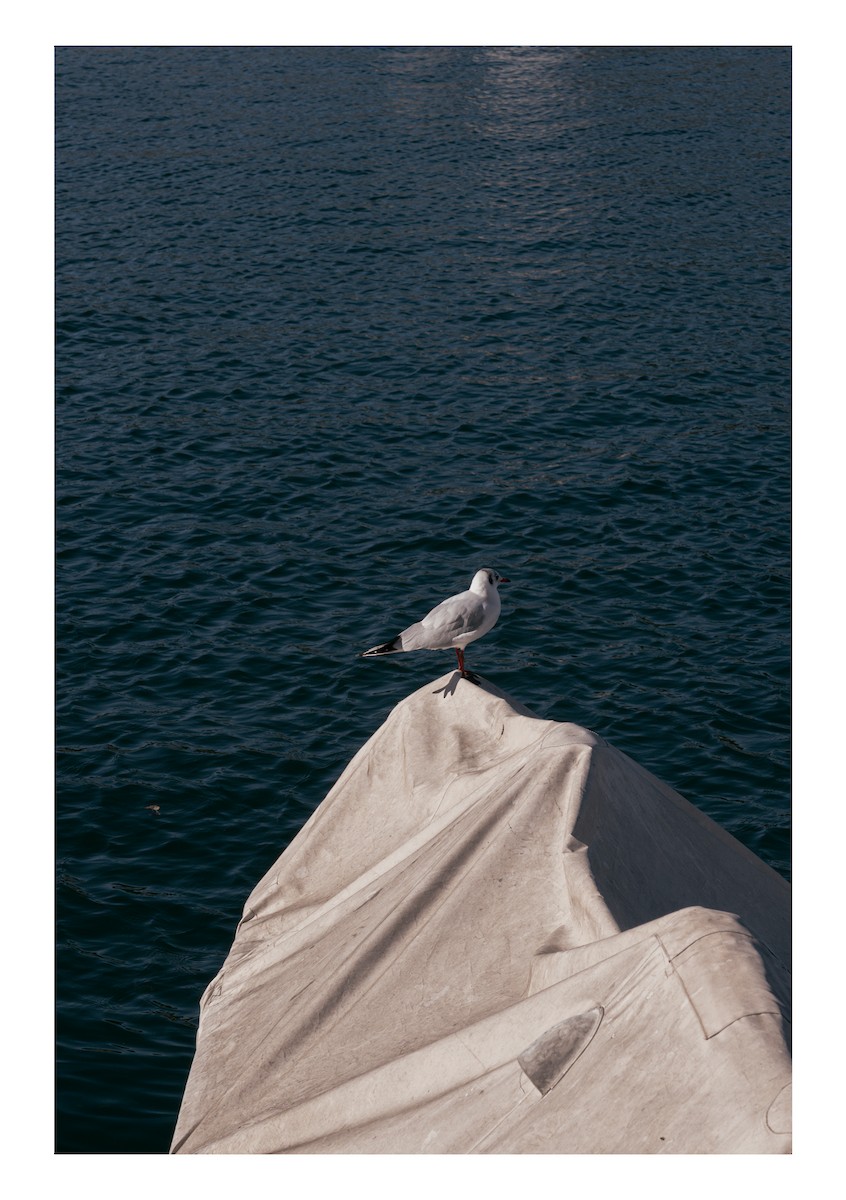 Black-headed Gull - ML610960511