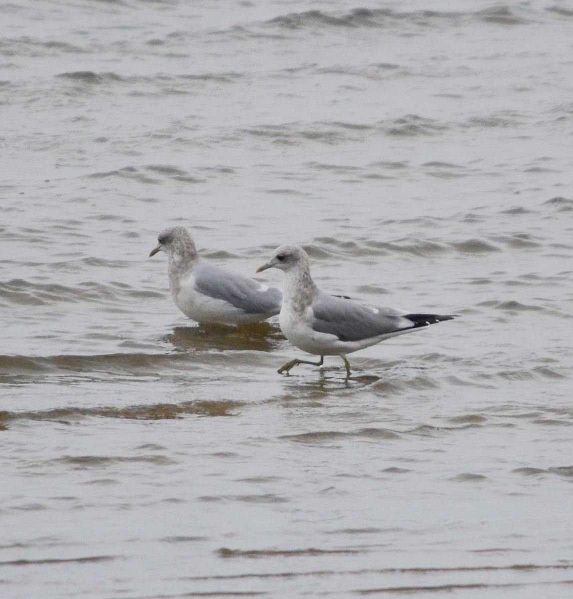 Short-billed Gull - ML610960526