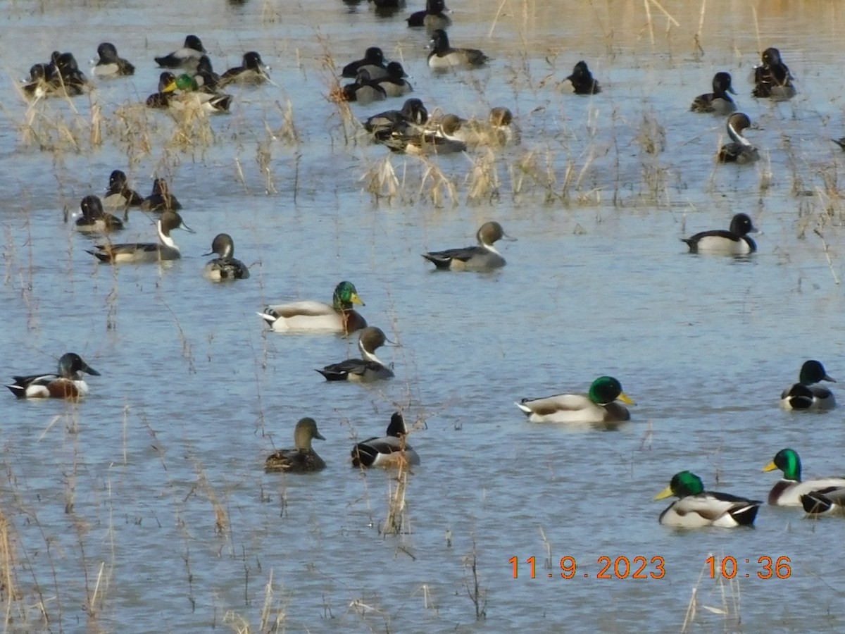 Northern Pintail - ML610960639